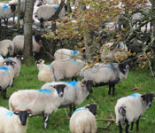 Local Irish sheep